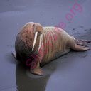 walrus (Oops! image not found)